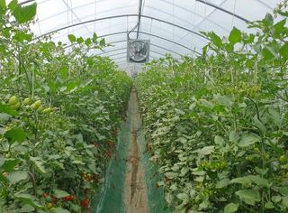 그린톡톡 오계상님의 토마토 · 일상 작성글 사진