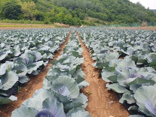 그린톡톡 오계상님의 기타작물 · 자유게시판 작성글 사진