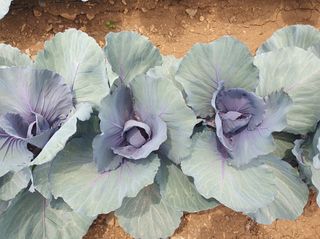 그린톡톡 오계상님의 기타작물 · 자유게시판 작성글 사진