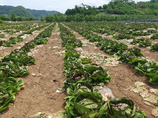 그린톡톡 오계상님의 기타작물 · 자유게시판 작성글 사진