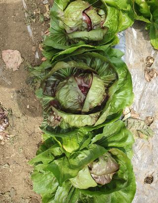 그린톡톡 오계상님의 기타작물 · 자유게시판 작성글 사진