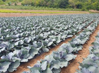 그린톡톡 오계상님의 기타작물 · 자유게시판 작성글 사진