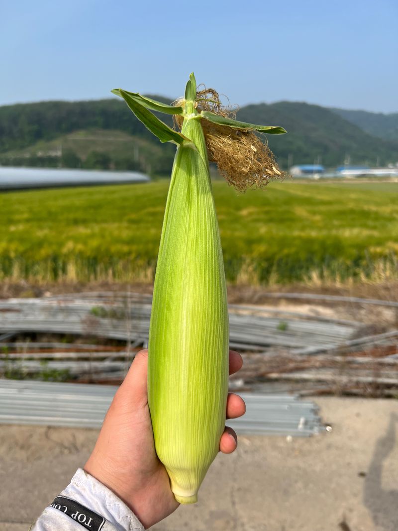 장터 상품 [옥수수와 경운기] 썸네일