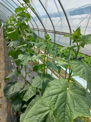 농민님의 오이 · 자유게시판 작성글 사진