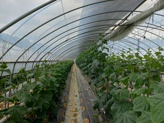 농민님의 오이 · 자유게시판 작성글 사진