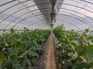 농민님의 오이 · 자유게시판 작성글 사진