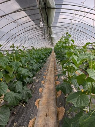 농민님의 오이 · 자유게시판 작성글 사진