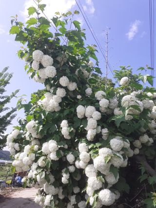 포천인삼농사꾼님의 자유주제 · 사진전 작성글 사진