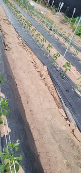 팜모닝 고추·일상 게시글 이미지