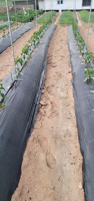 함방0311님의 고추 · 일상 작성글 사진