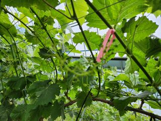 김종현님의 포도 · 자유게시판 작성글 사진