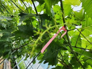 김종현님의 포도 · 자유게시판 작성글 사진