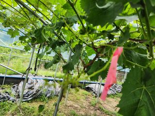 김종현님의 포도 · 자유게시판 작성글 사진