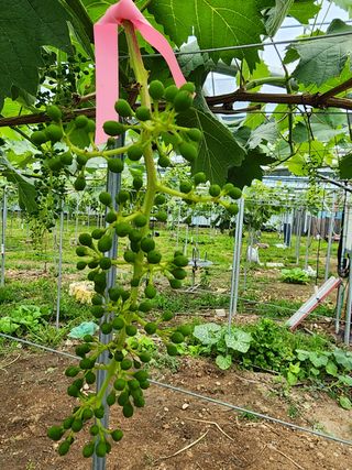 김종현님의 포도 · 자유게시판 작성글 사진