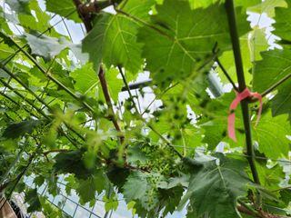 김종현님의 포도 · 자유게시판 작성글 사진