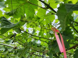 김종현님의 포도 · 자유게시판 작성글 사진