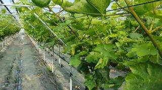 그린톡톡 오계상님의 기타작물 · 자유게시판 작성글 사진