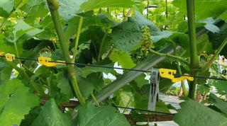 그린톡톡 오계상님의 기타작물 · 자유게시판 작성글 사진