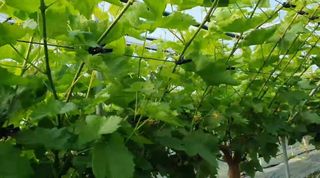 그린톡톡 오계상님의 기타작물 · 자유게시판 작성글 사진