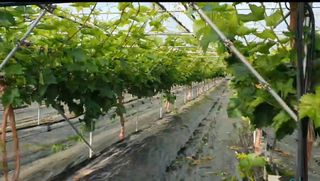 그린톡톡 오계상님의 기타작물 · 자유게시판 작성글 사진