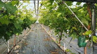 그린톡톡 오계상님의 기타작물 · 자유게시판 작성글 사진