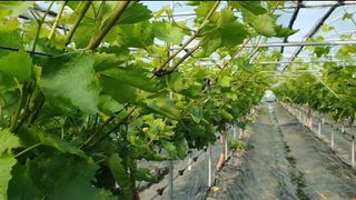 그린톡톡 오계상님의 기타작물 · 자유게시판 작성글 사진