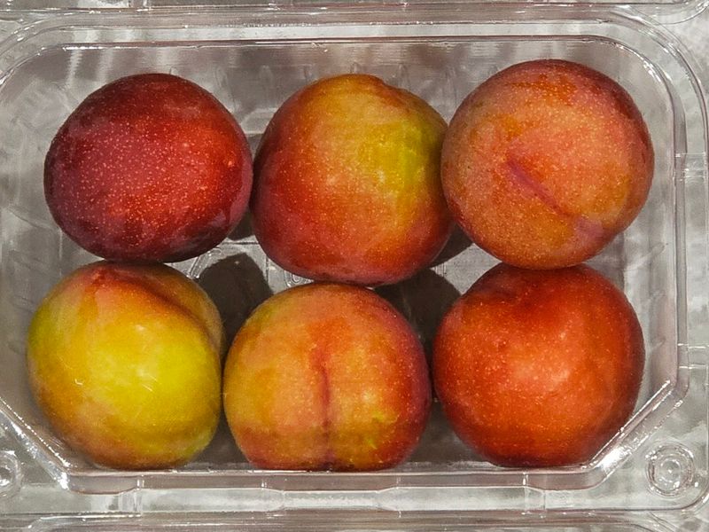 장터 상품 [하우스 자두(무료택배)] 썸네일