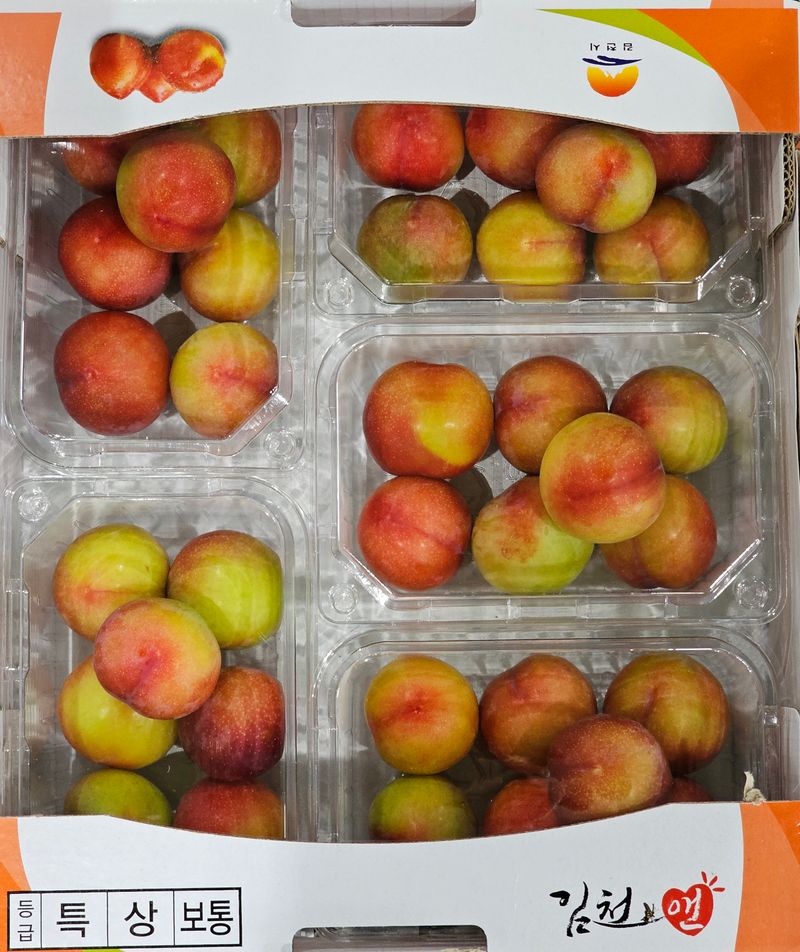 써니네님의 장터 판매 상품 [하우스 자두(무료택배)] 첨부 사진