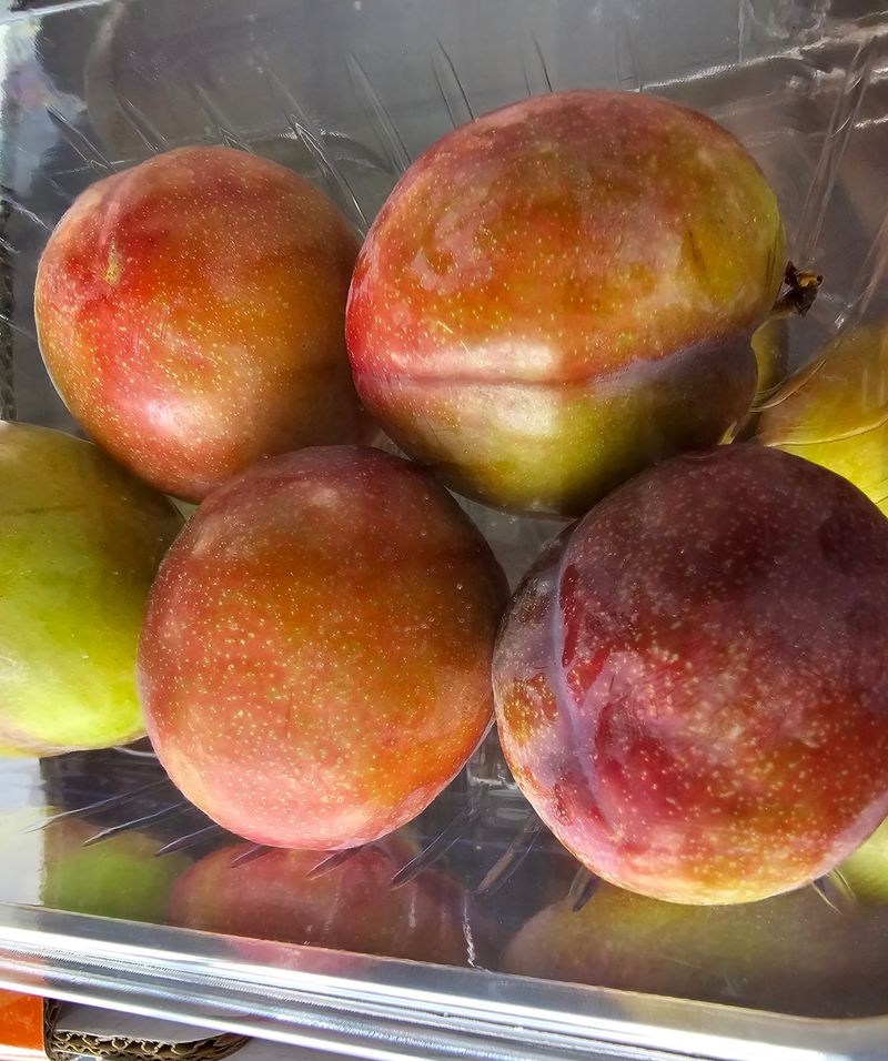 써니네님의 장터 판매 상품 [하우스 자두(무료택배)] 첨부 사진