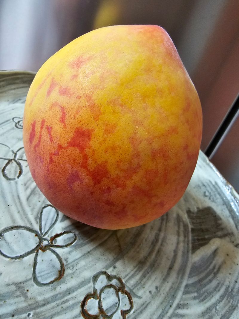 써니네님의 장터 판매 상품 [하우스 황도복숭아 1.5키로] 첨부 사진