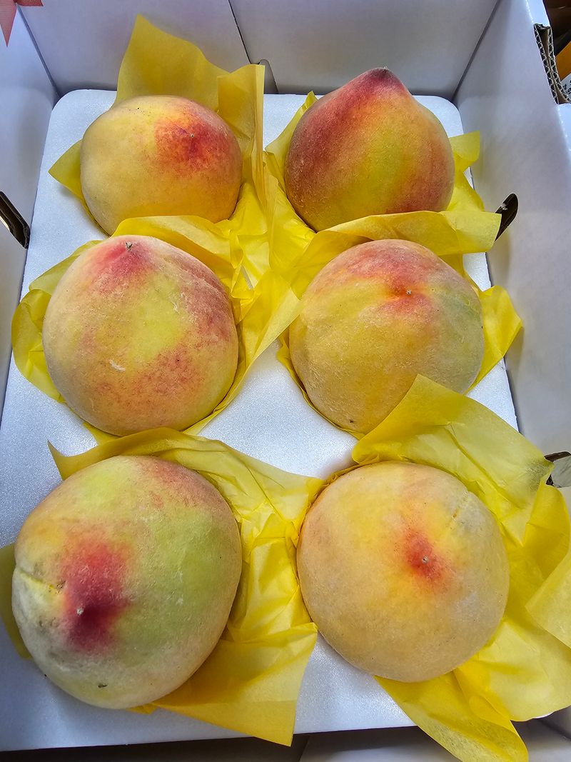 써니네님의 장터 판매 상품 [하우스 황도복숭아 1.5키로] 첨부 사진