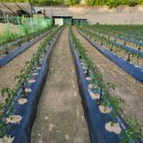 팜모닝 고추·일상 게시글 이미지