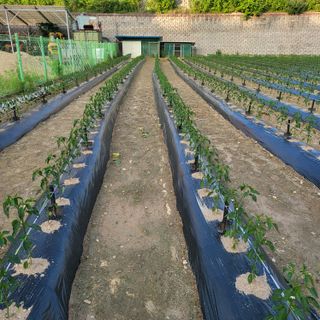 김기택님의 고추 · 일상 작성글 사진