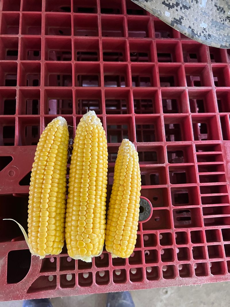 장터 상품 [사과팝니다 사과] 썸네일