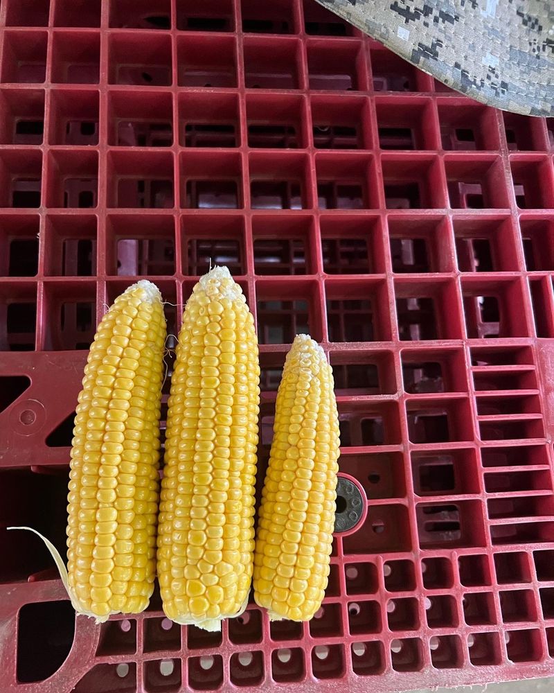 장터 상품 [사과 4kg] 썸네일