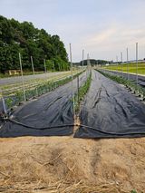 팜모닝 고추·지주설치•유인•성장 게시글 이미지