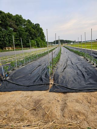 주명숙님의 고추 · 지주설치•유인•성장 작성글 사진