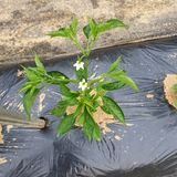 팜모닝 고추·품종•종자 게시글 이미지