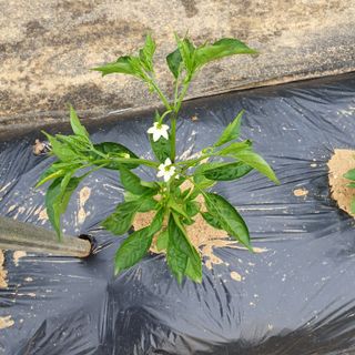 청주 박정희님의 고추 · 품종•종자 작성글 사진