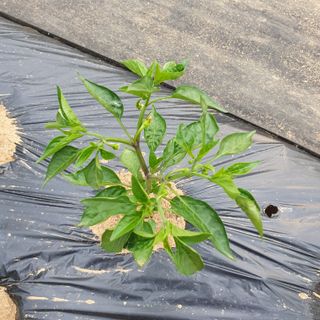 청주 박정희님의 고추 · 품종•종자 작성글 사진