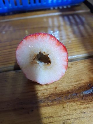 꼬맹님의 딸기 · 병해충상담 작성글 사진