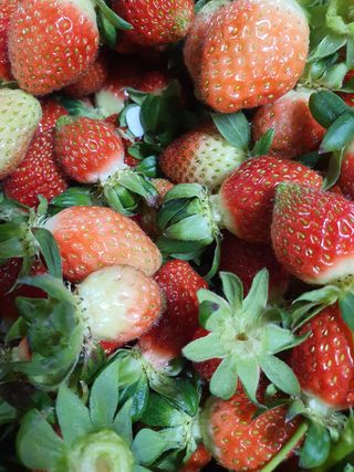 꼬맹님의 딸기 · 병해충상담 작성글 사진