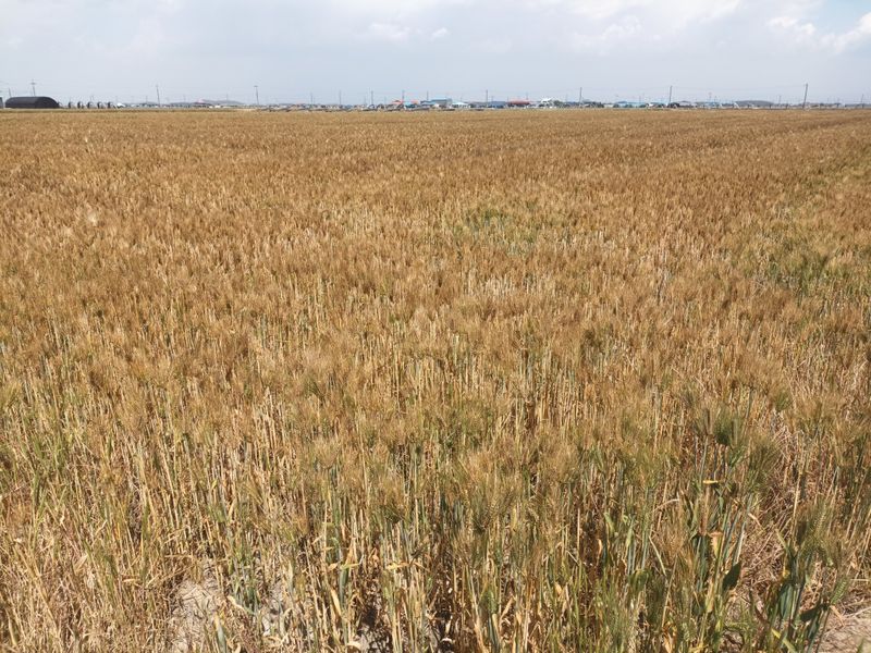 김형준님의 장터 판매 상품 [2024년 햇 찰보리쌀 4kg ] 첨부 사진