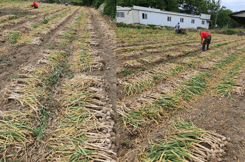 장터 상품 [23년  홍산마늘  판매완료 배송비무료  김장용] 썸네일