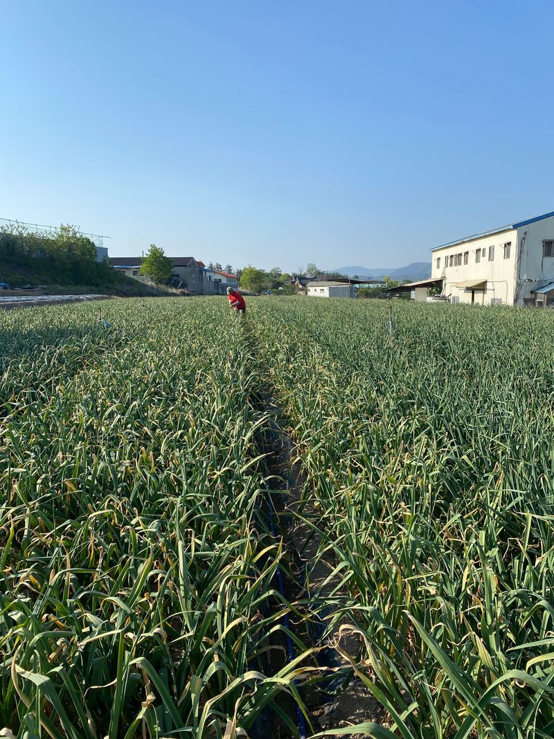 영천황마늘님의 장터 판매 상품 [23년  홍산마늘  판매완료 배송비무료  김장용] 첨부 사진