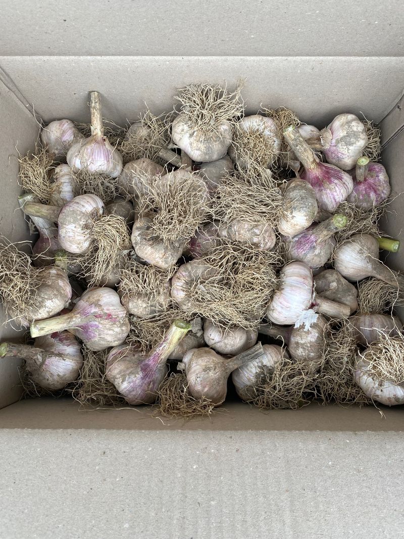 영천황마늘님의 장터 판매 상품 [23년  홍산마늘  판매완료 배송비무료  김장용] 첨부 사진