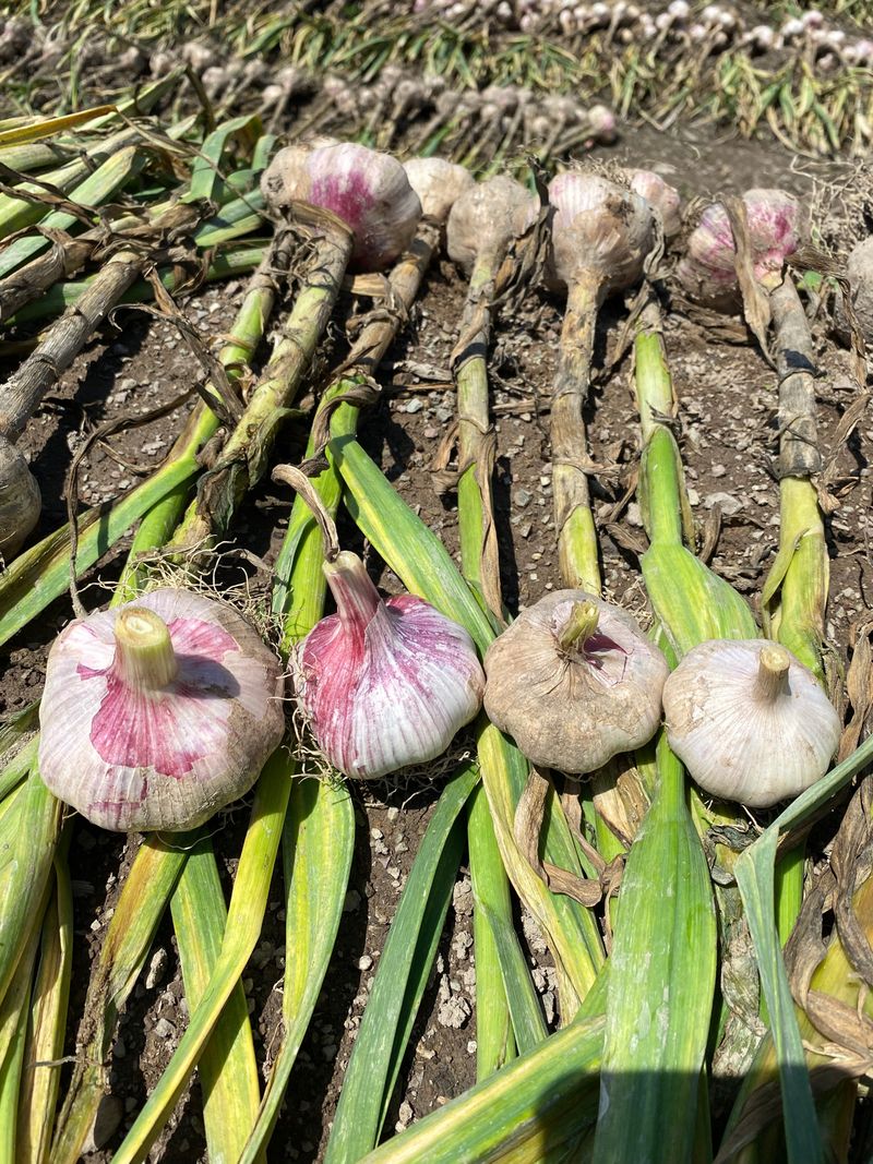 영천황마늘님의 장터 판매 상품 [23년  홍산마늘  판매완료 배송비무료  김장용] 첨부 사진
