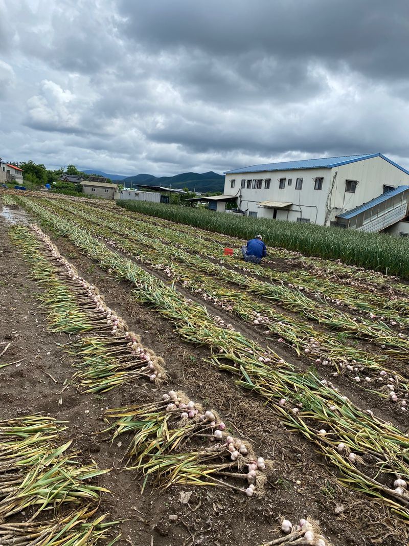 영천황마늘님의 장터 판매 상품 [23년  홍산마늘  판매완료 배송비무료  김장용] 첨부 사진