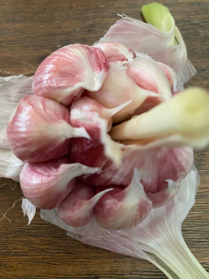 영천황마늘님의 장터 판매 상품 [23년  홍산마늘  판매완료 배송비무료  김장용] 첨부 사진