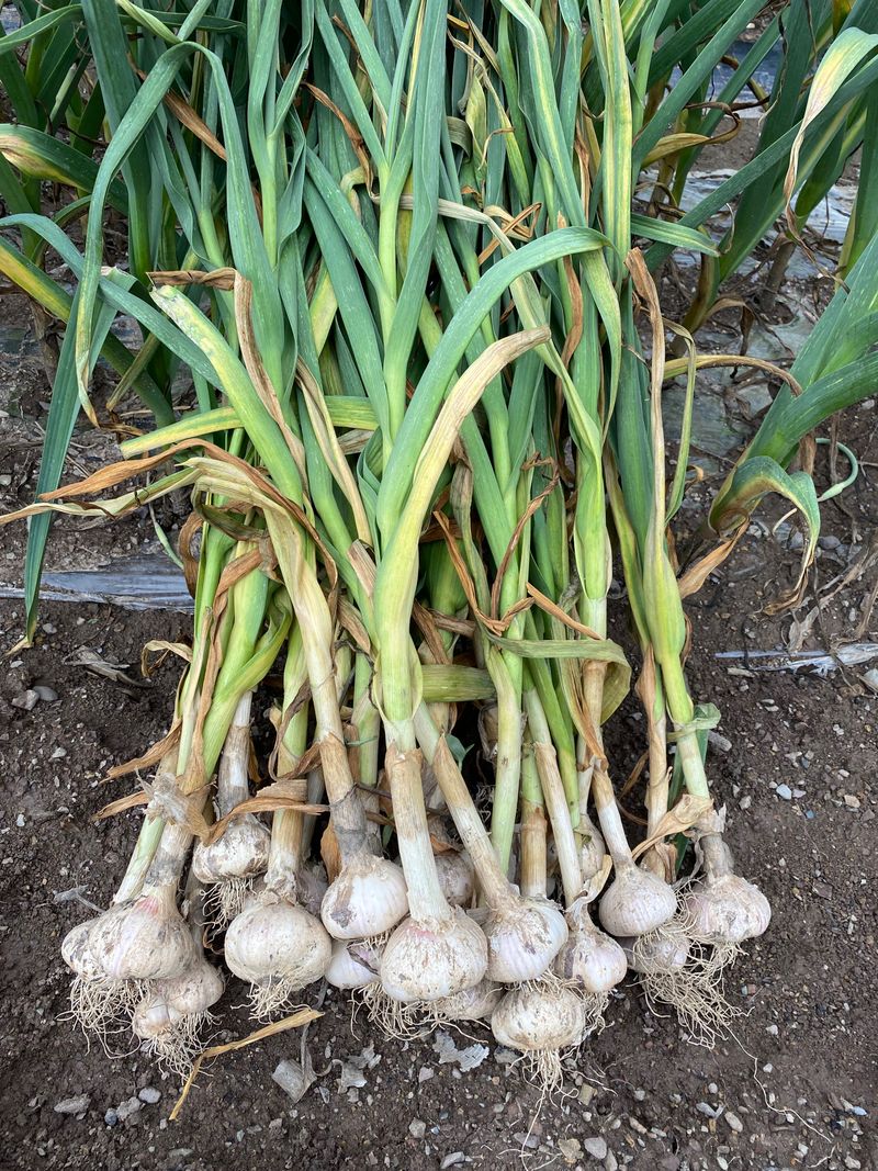 영천황마늘님의 장터 판매 상품 [23년  홍산마늘  판매완료 배송비무료  김장용] 첨부 사진